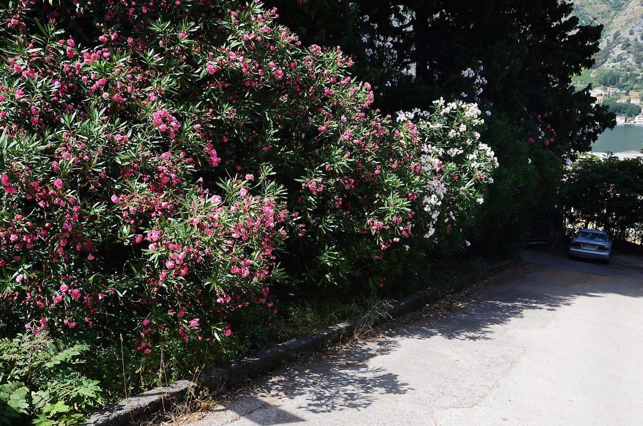 Apartment Garden โกตอร์ ภายนอก รูปภาพ